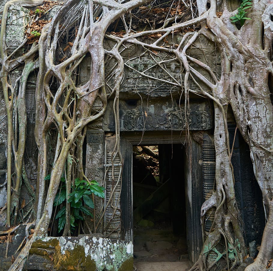 cave with trunk photograph, tree, nature, plant, big, old, cambodia HD wallpaper