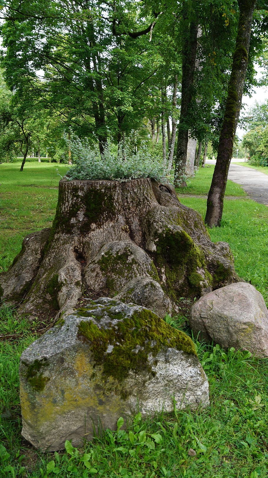 rock, old, growing, stump, plant, tree, growth, grass, green color HD wallpaper