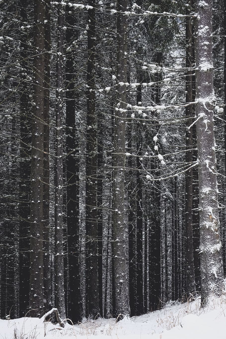 snow, winter, white, cold, weather, ice, trees, plants, nature HD wallpaper