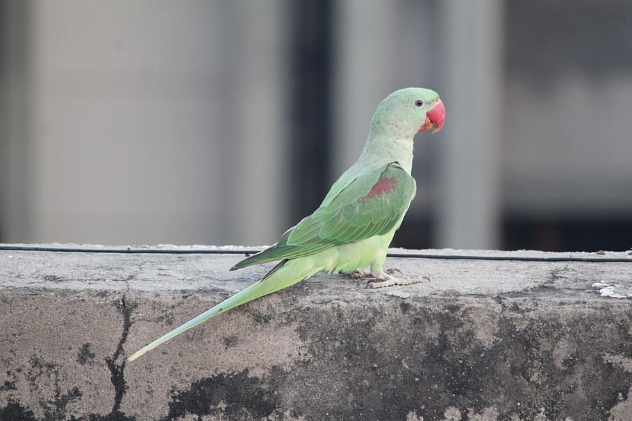 Parrot, Parakeet, Bird, Ringneck, animal, nature, beak, wildlife HD wallpaper