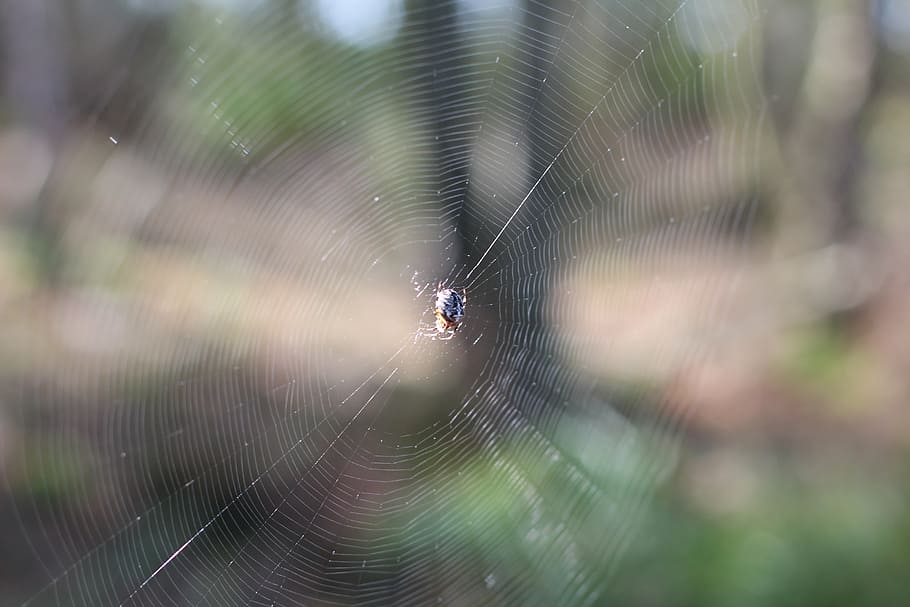 cobweb, spider, network, close, forest, spider web, animal themes HD wallpaper
