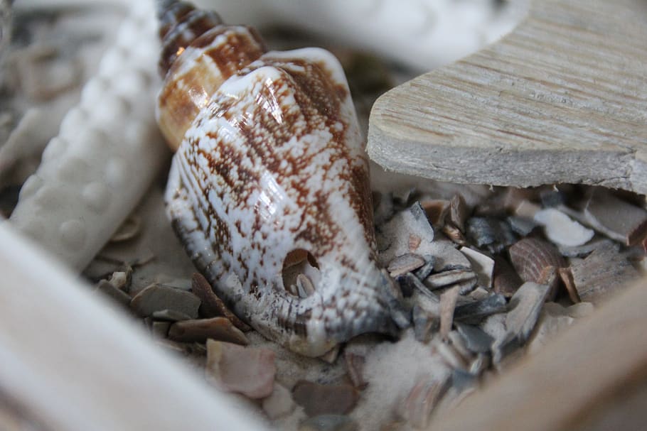 shell, deco, beach, selective focus, food, close-up, food and drink HD wallpaper