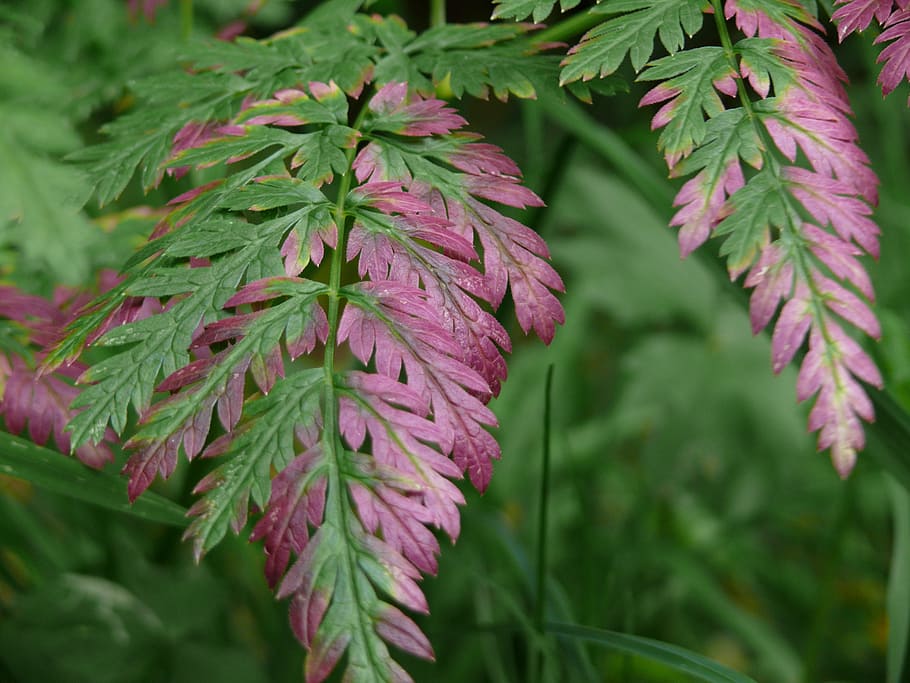 fern, leaf, plant, purple, howdy, colorful, spring, leaf fern HD wallpaper