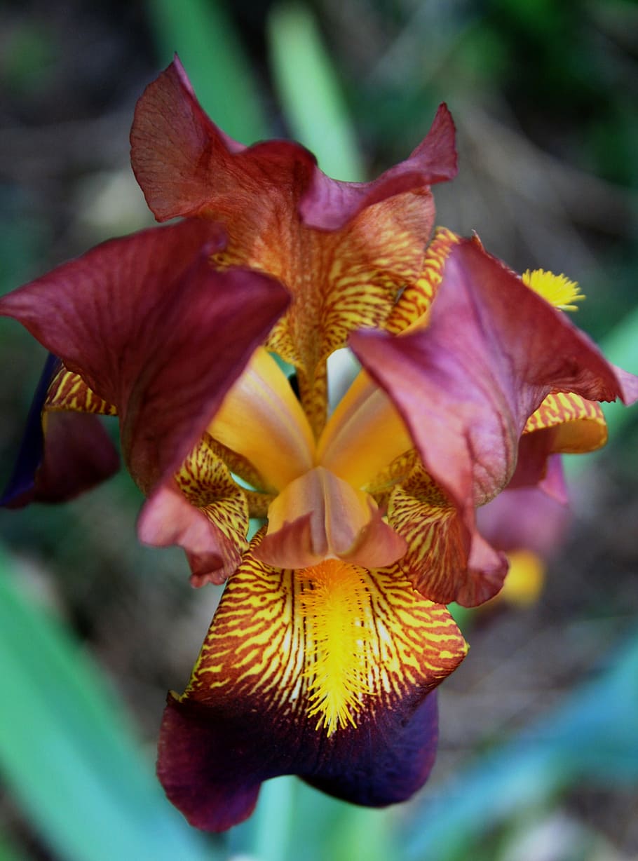 iris, flower, bloom, petals, purple, pink, yellow, furry, delicate HD wallpaper