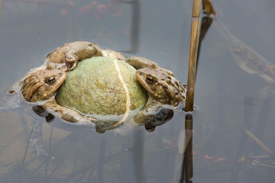 Toads, Pond, Pond, Pond, Spring, Pairing, toads in a pond, toad migration HD wallpaper