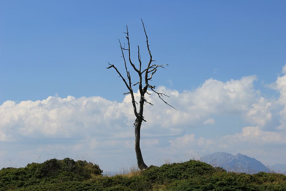 tree corpse, tree skeleton, threaded, death tree, dry tree HD wallpaper