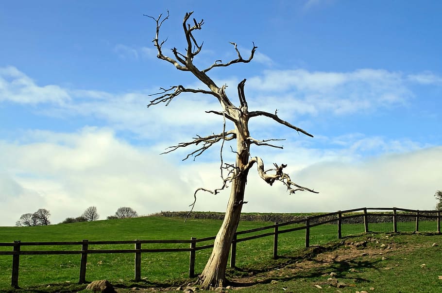 Tree, Branch, Branches, Nature, landscape, wood, dry, alone HD wallpaper