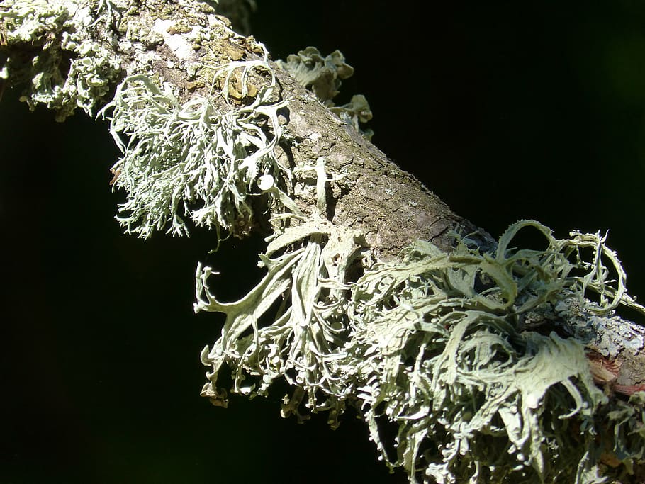 branch, lichen, forest, moss, lichens, plant, black background HD wallpaper