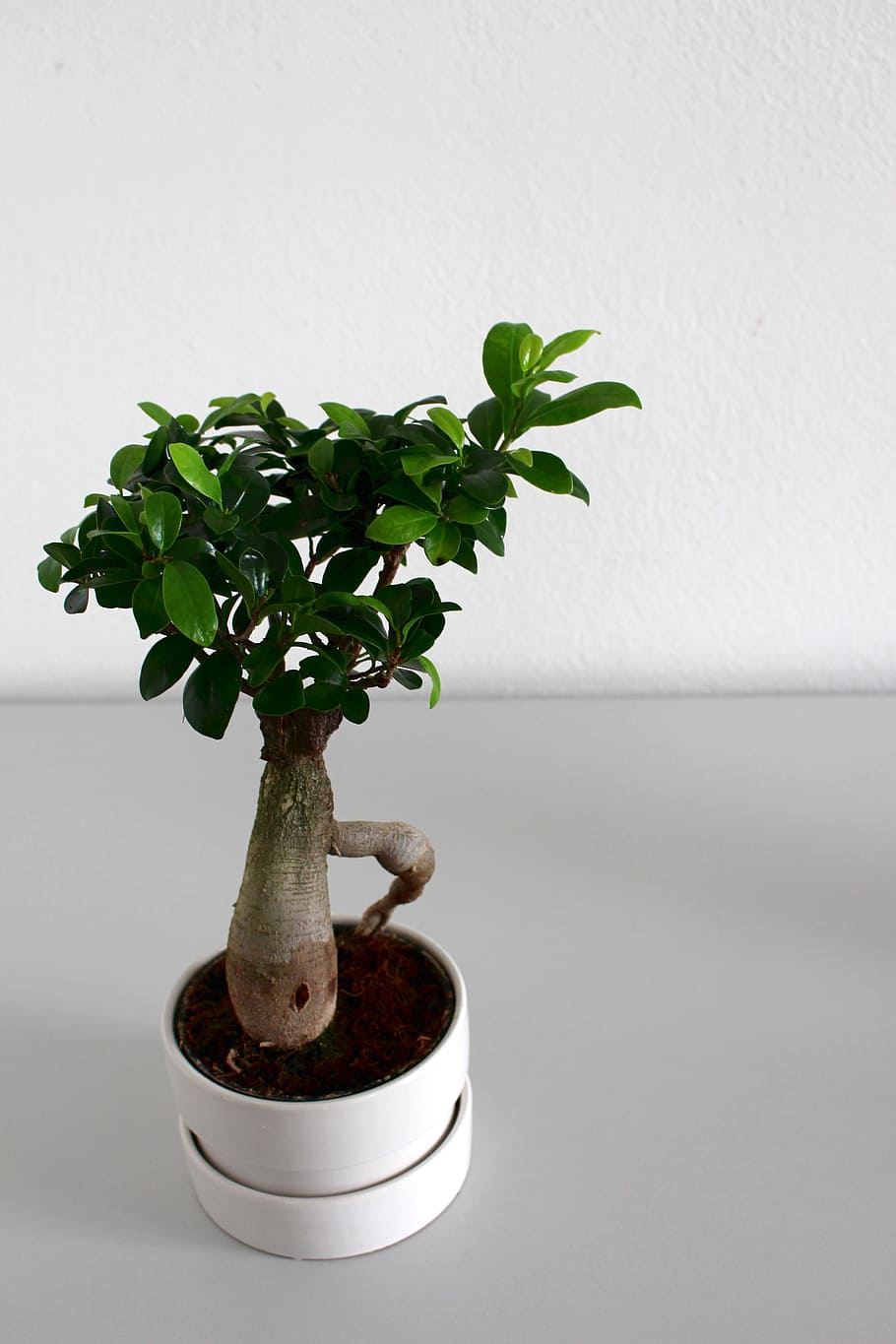 leaf, growth, plant, pot, nature, tree, houseplant, ecology HD wallpaper