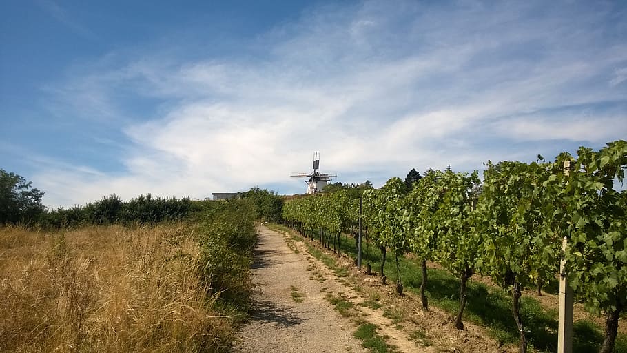 retz, windmill, wine, vines, landscape, clouds, plant, sky HD wallpaper