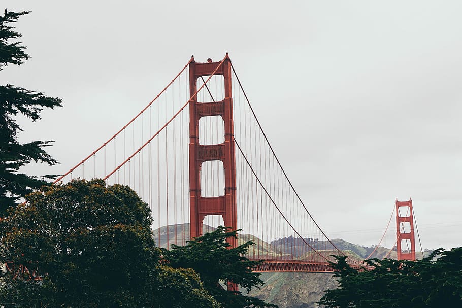 Golden Gate Bridge, California, Golden Gate Bridge, tree, red HD wallpaper