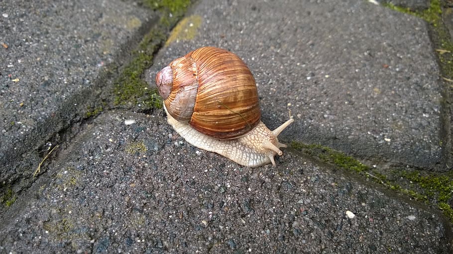 snail, rest, shell, slowly, reptile, animal, slimy, nature HD wallpaper