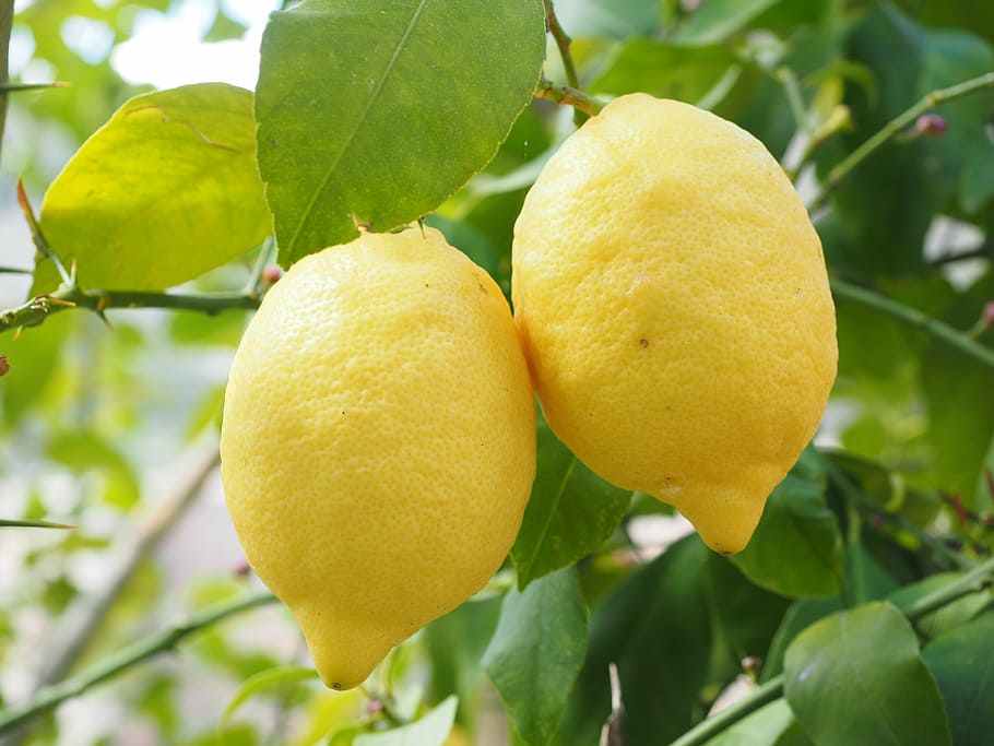 two yellow lemonade fruits, limone, lemon tree, citrus × limon, HD wallpaper
