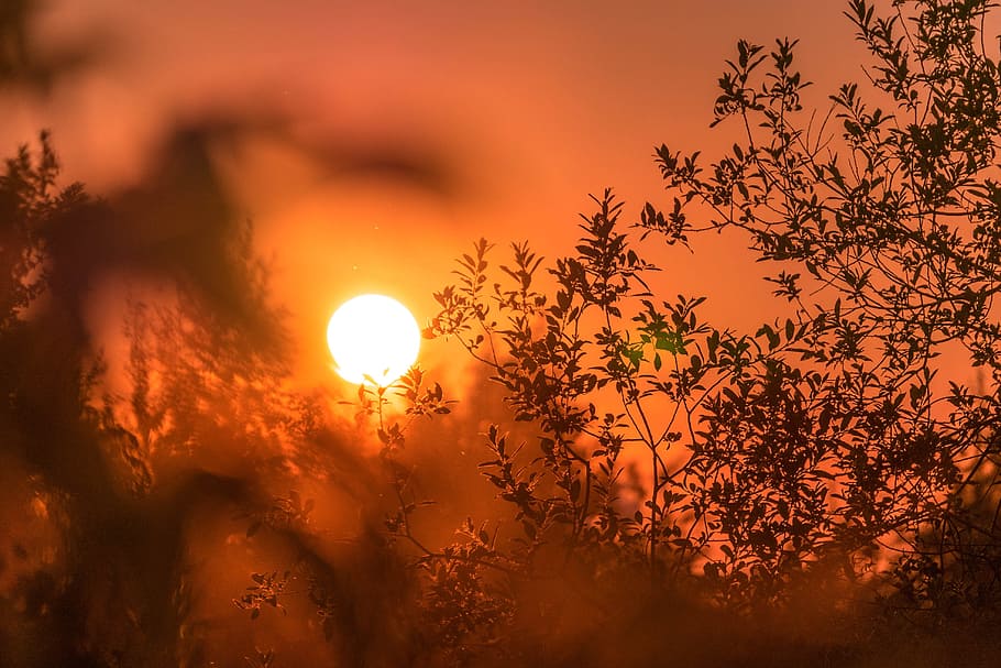 tree, plant, branch, moon, sky, sunset, beauty in nature, tranquility HD wallpaper