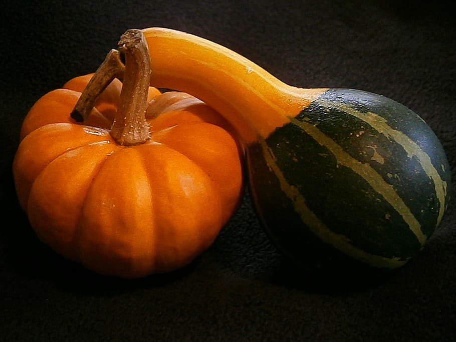 pumpkin, gourd, mini pumpkins, miniature pumpkin, decorative, HD wallpaper