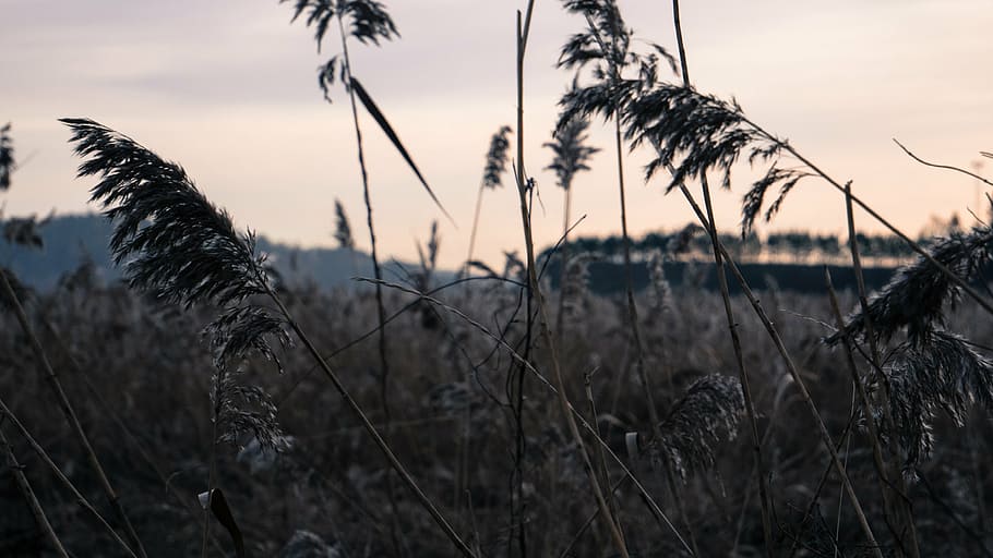dawn, dusk, evening, field, grass, landscape, nature, outdoors HD wallpaper