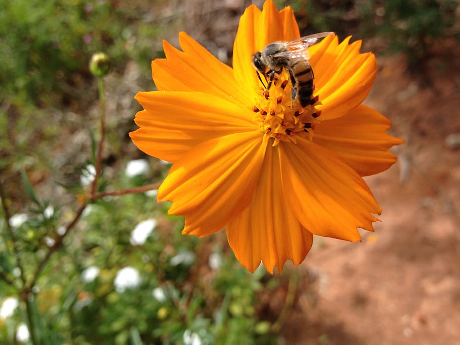 flowers, bee, insect, garden, nature, spring, flowering plant HD wallpaper