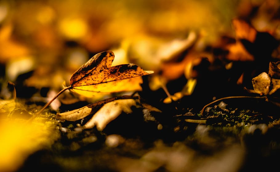 brown leaf selective focus photography, selective focus photo of dried leaves HD wallpaper