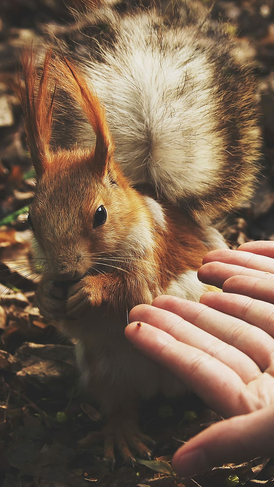 squirrel beside human hands, person's hands beside brown and white animal HD wallpaper
