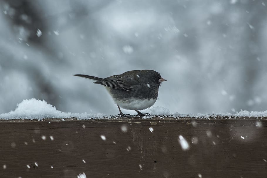 black and white bird beside snow, bird birching on brown wood HD wallpaper