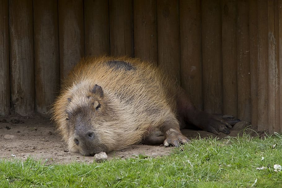 capybara, rodent, wildlife, mammal, herbivore, animal, animal themes, HD wallpaper