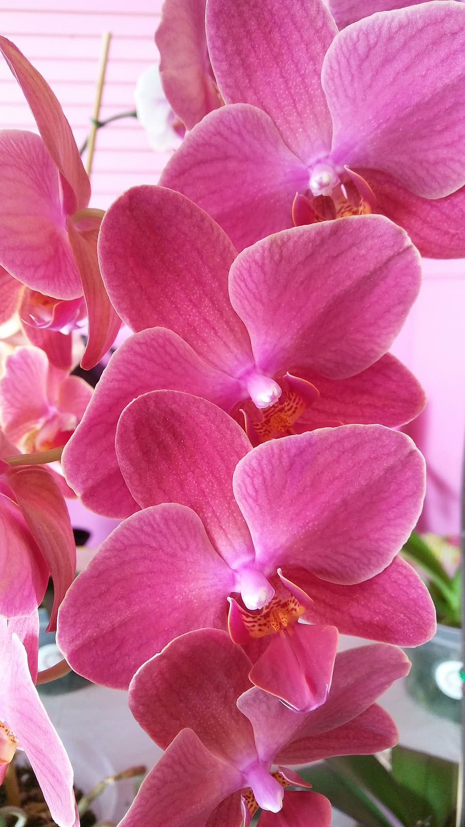 purple, orchid, blooms, flower, phalaenopsis, pink color, flowering plant, HD wallpaper