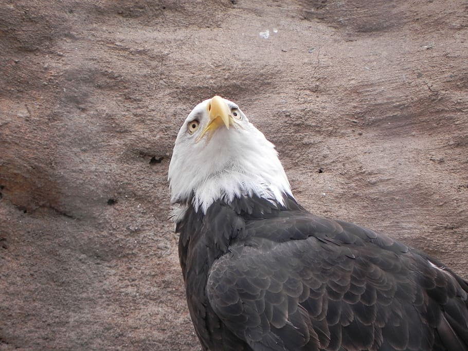 bald eagle, bird, albuquerque zoo, animal, one animal, animal themes HD wallpaper