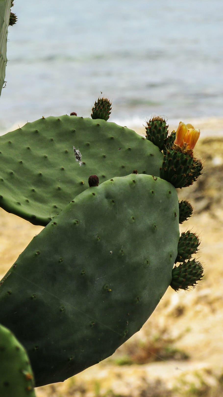 prickly pear, plant, cactus, vegetation, growth, succulent plant HD wallpaper
