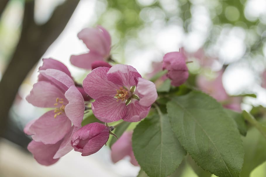 apple tree, flowers, bloom, spring, branch, garden, apple flower HD wallpaper