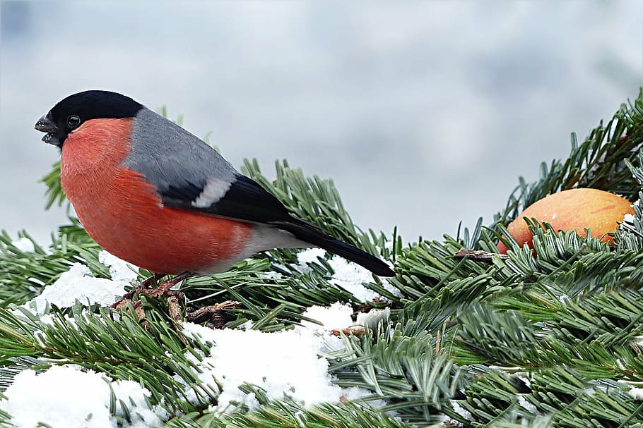 red and gray bird pearched on pine leaf, bullfinch, gimpel, pyrrhula