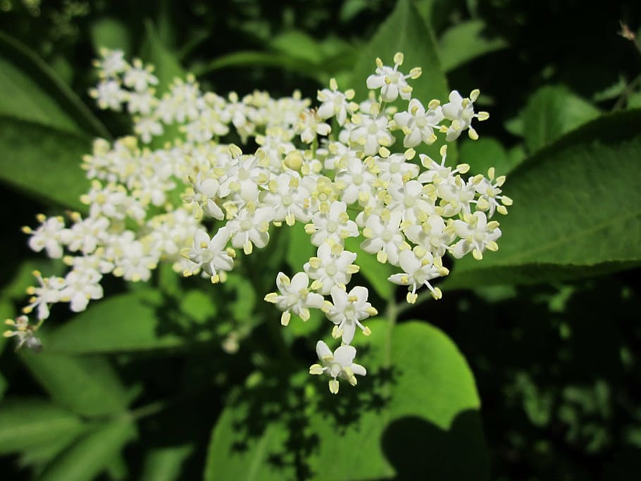 sambucus nigra, elder, elderberry, black elder, european elder, HD wallpaper