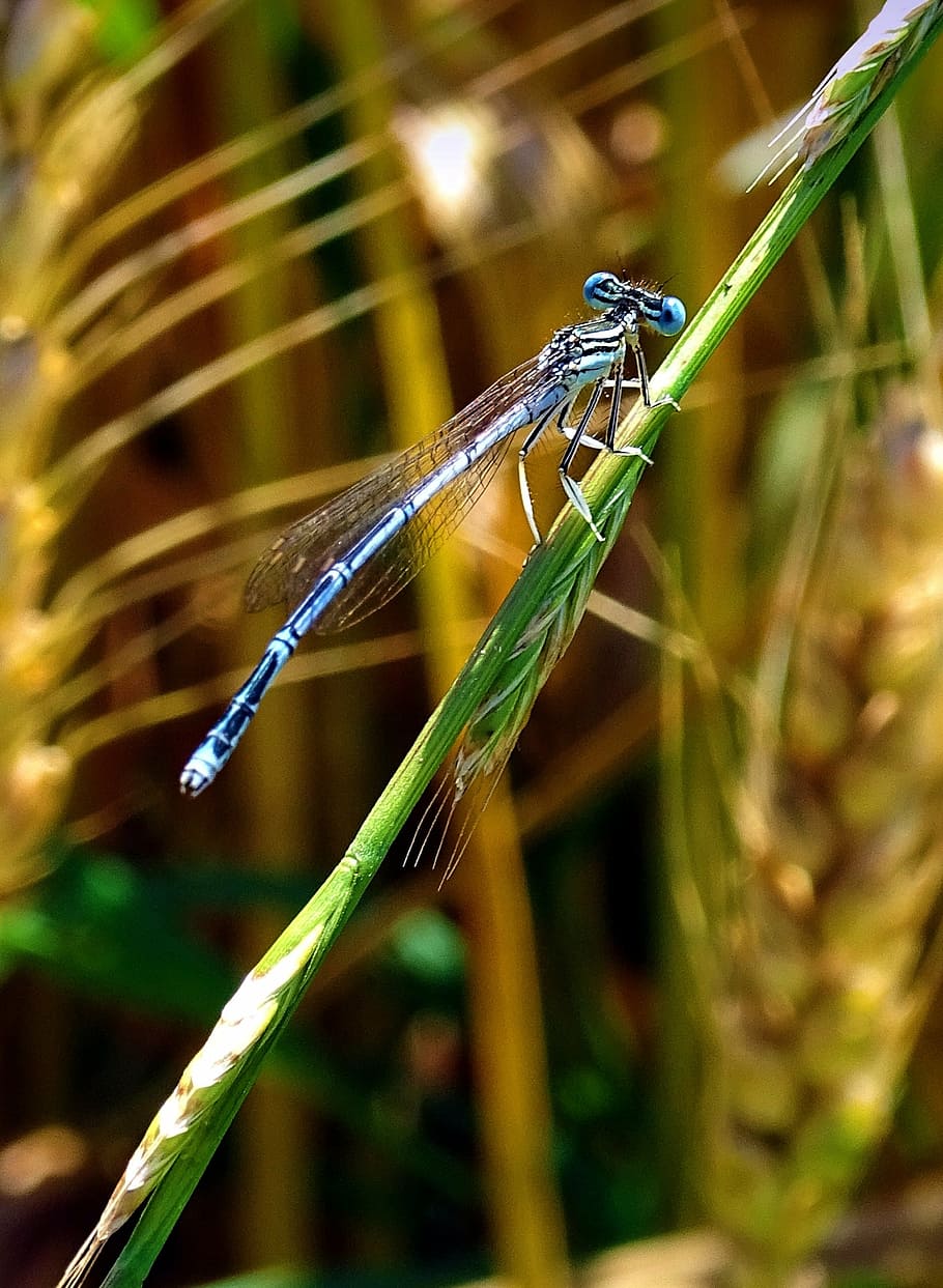 dragonfly, animal, insect, invertebrate, animal wildlife, animals in the wild HD wallpaper
