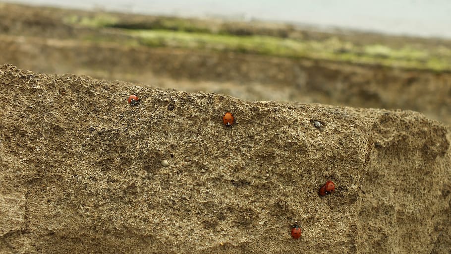 rock, ladybug, view, landscape, beetle, nature, perth moses HD wallpaper
