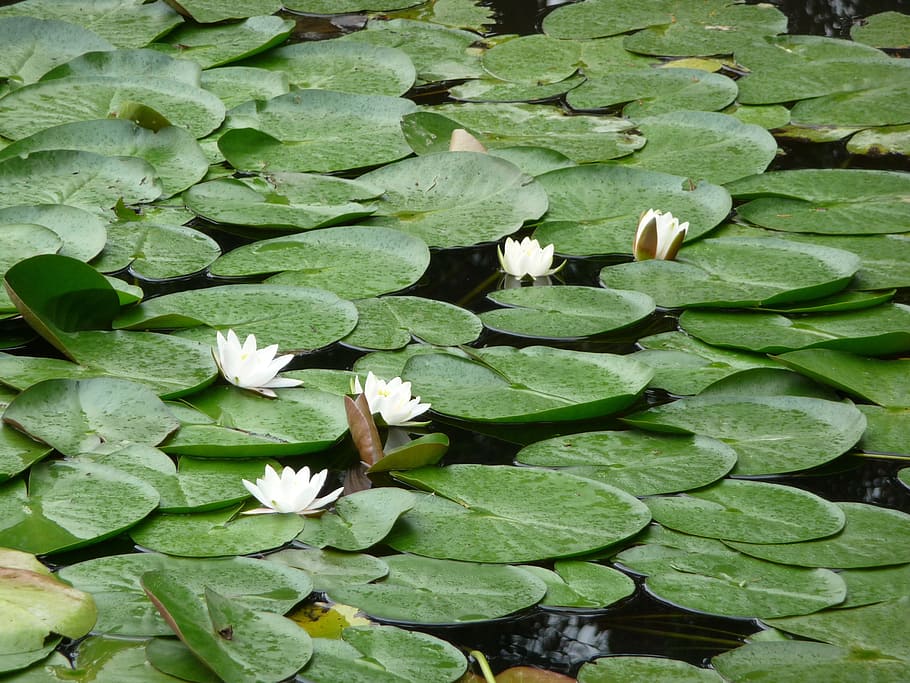 lily pad, pond, water, green, flower, nature, plant, bloom, HD wallpaper