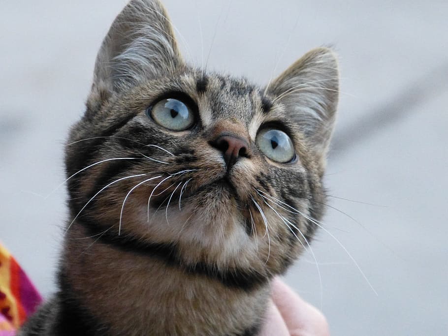 brown tabby kitten on selective focus photo, Cat, Cat, Cat'S Eyes HD wallpaper