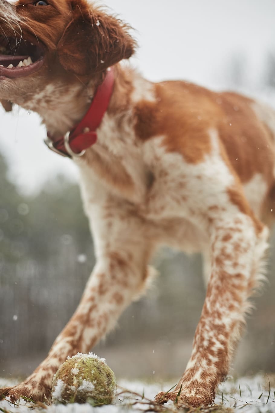 dog, playing, ball, pet, puppy, canine, animal, playful, mammal HD wallpaper