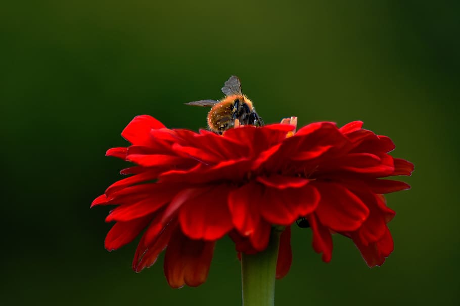 Flower, Hummel, Bee, Garden, Close, red, pollination, honey HD wallpaper