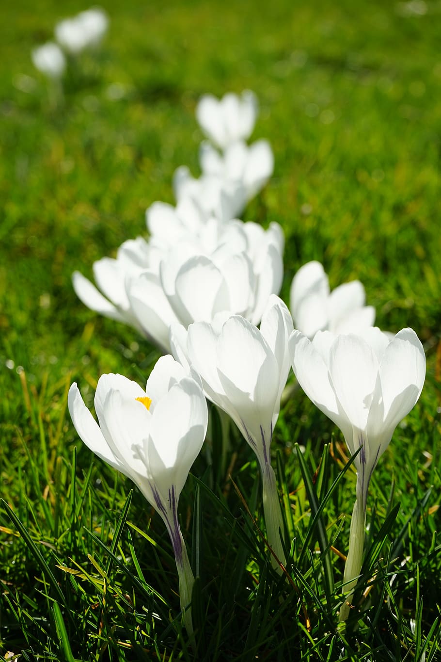crocus, flowers, plant, spring, frühlingsblüher, white, schwertliliengewaechs HD wallpaper