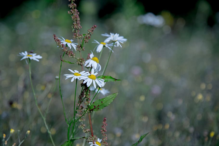 Margin, Renon, Daisy, margin renon, summer, green, flowers HD wallpaper