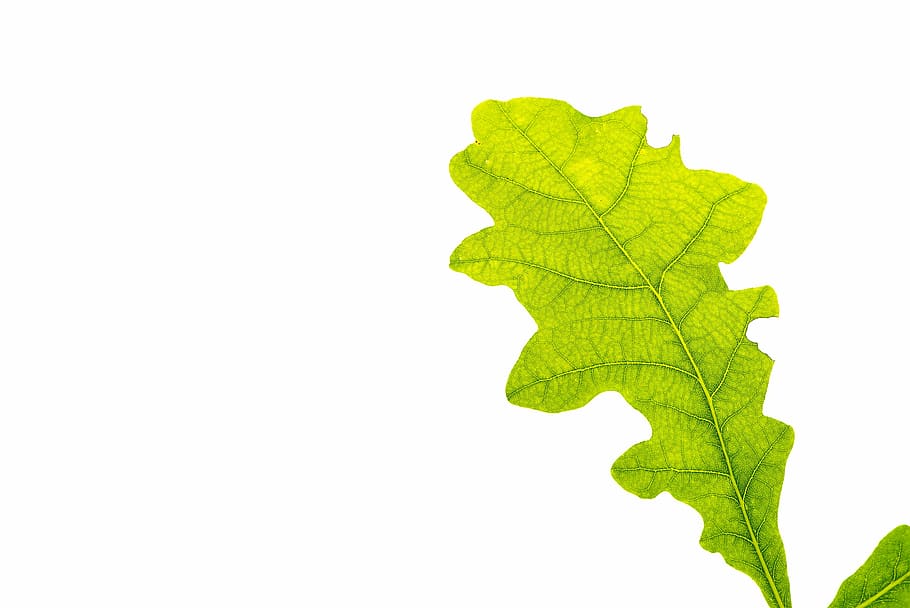 green leaf, oak leaf, leaf structure, tree leaf, leaf veins, buchengewaechs, HD wallpaper
