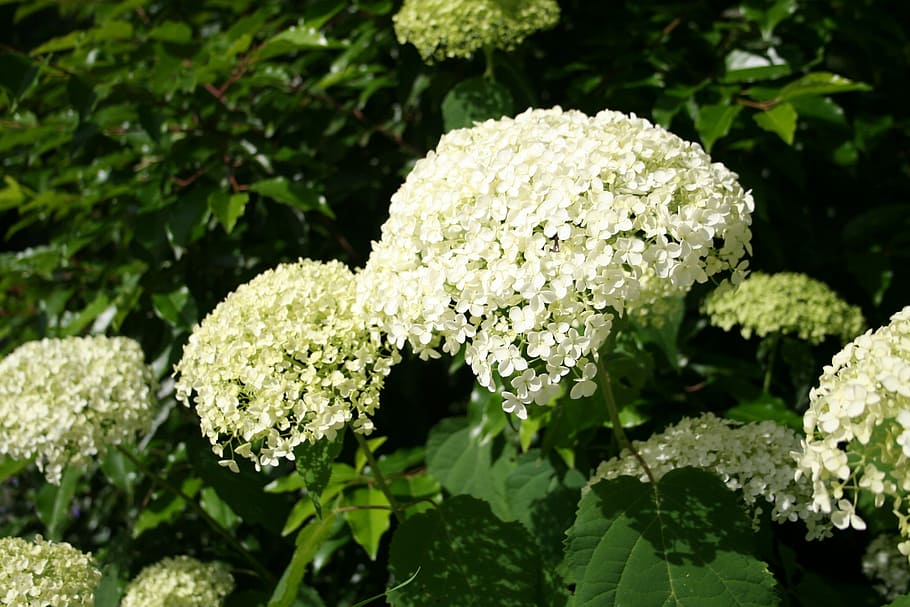 hydrangeas, plant, blossom, bloom, flower, garden, summer, close HD wallpaper