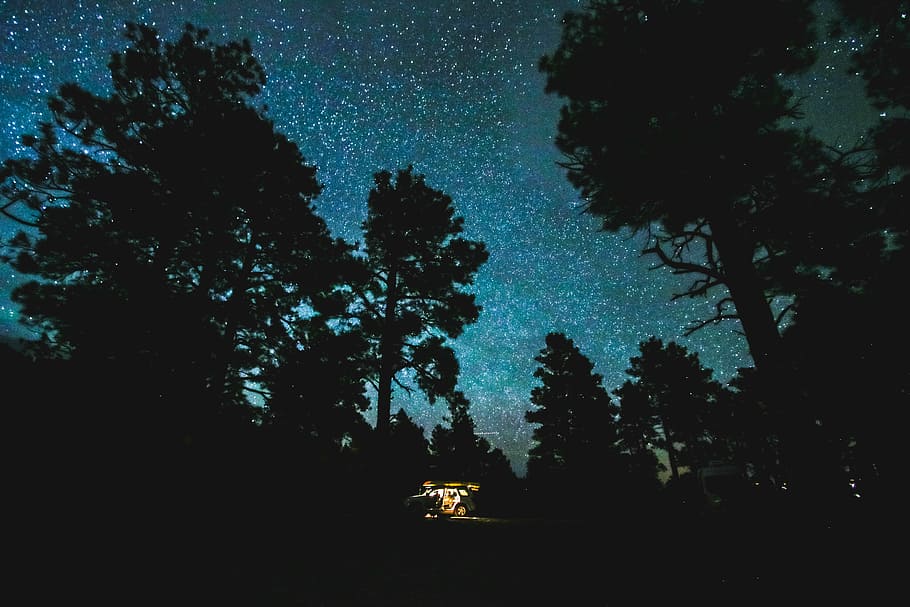 low angle photo of forest under clear sky during nighttime, trees under green sky during night time, HD wallpaper