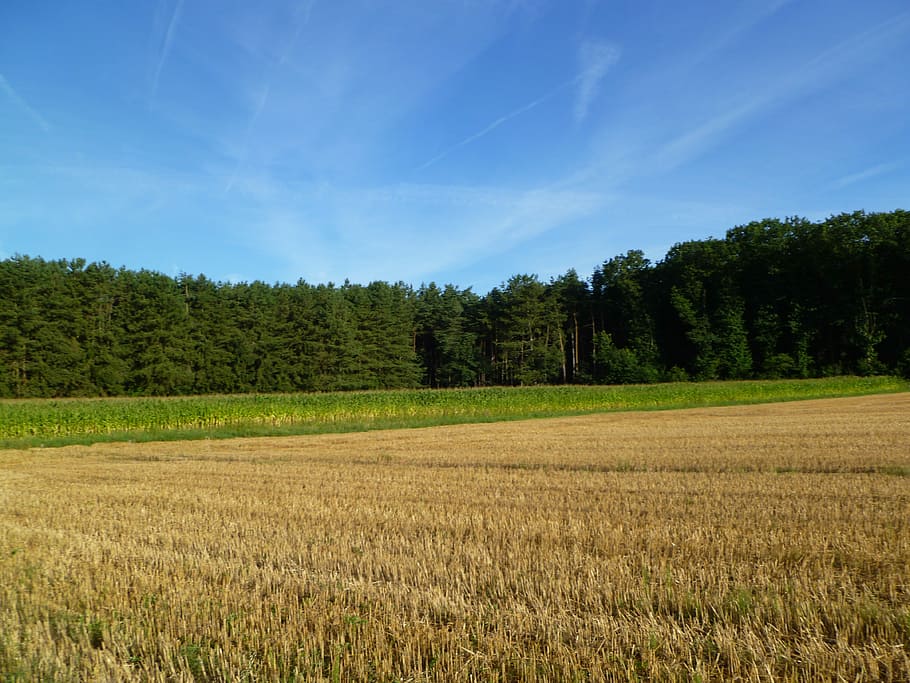 Field, Meadow, Trees, Forest, Air, blue sky, clear blue sky HD wallpaper
