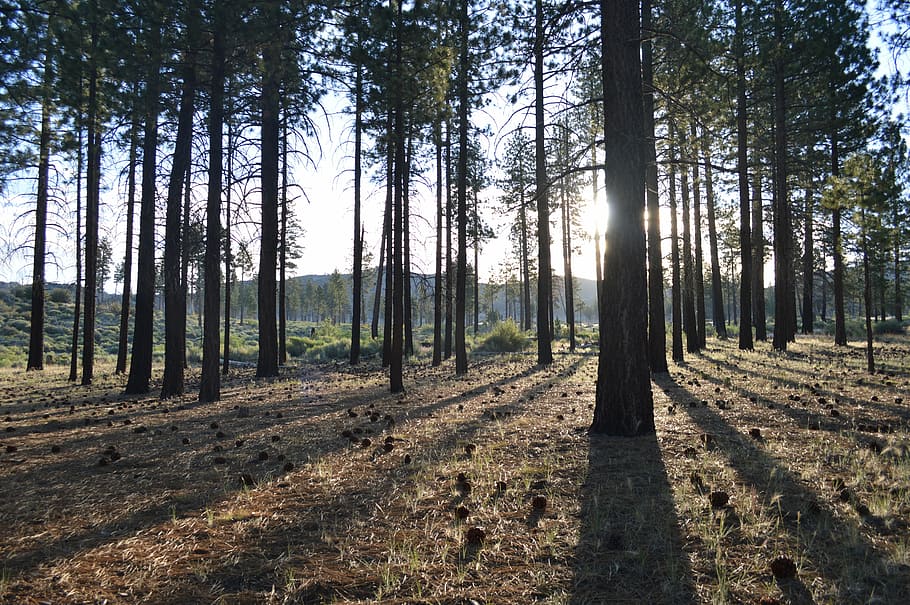 forest, pine trees, alpine, sunlight, nature, land, plant, woodland HD wallpaper