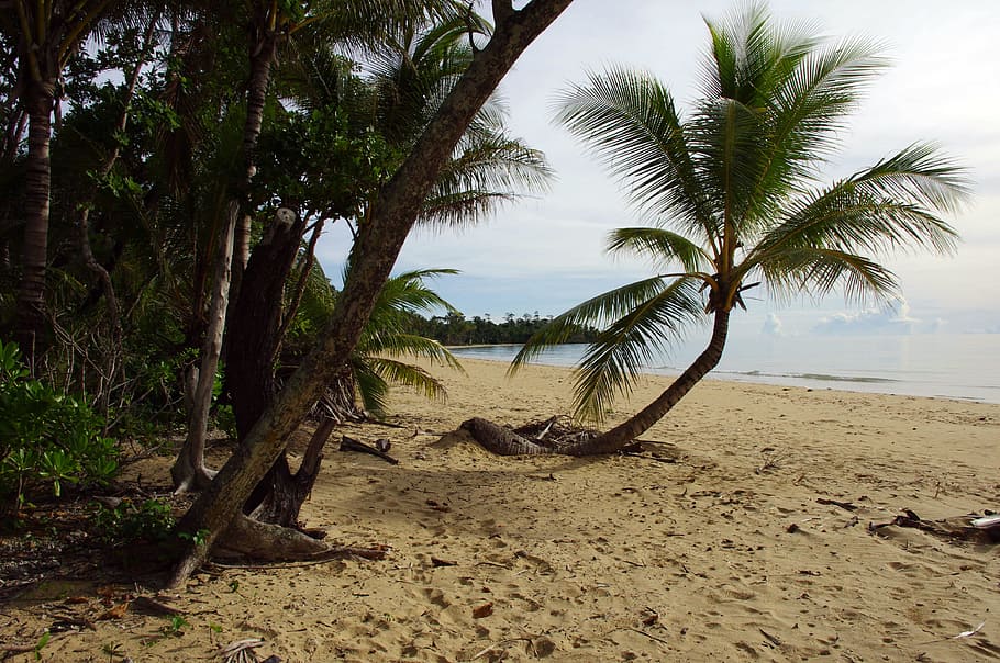 Palm Tree, Tropical, Plant, water, beach, sand, outdoor, no people HD wallpaper