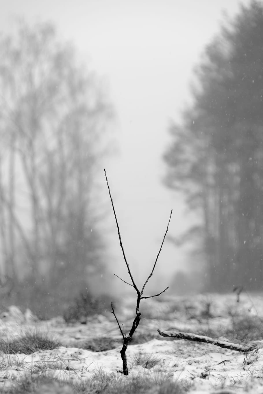 black tree branch on snow-covered field, grass in grayscale photo HD wallpaper