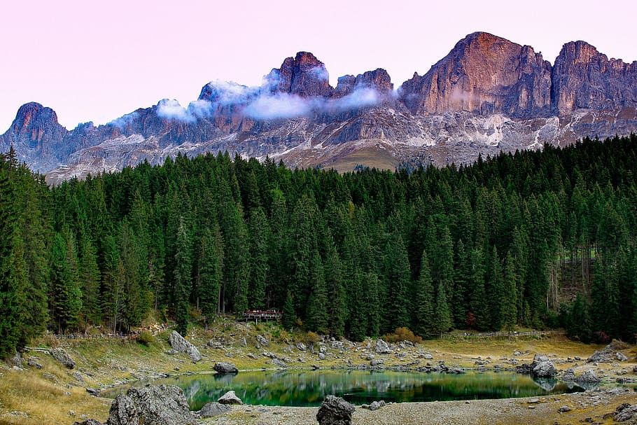 landscape photography of forest near mountain, pine tree near rock mountain HD wallpaper