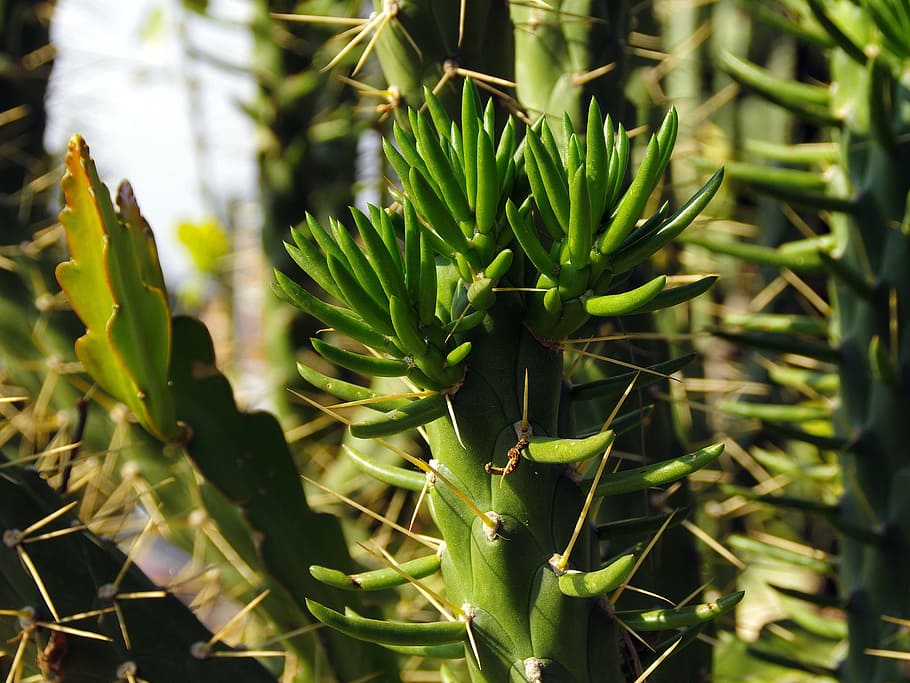 mexico, cactus, succulent, thorns, spice, cacti, plant, growth HD wallpaper