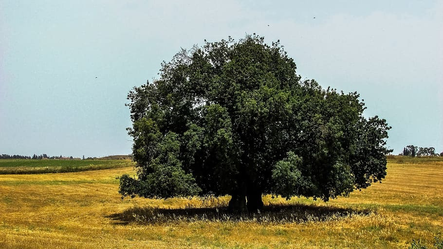 Tree, Field, Landscape, Countryside, meadow, nature, summer HD wallpaper