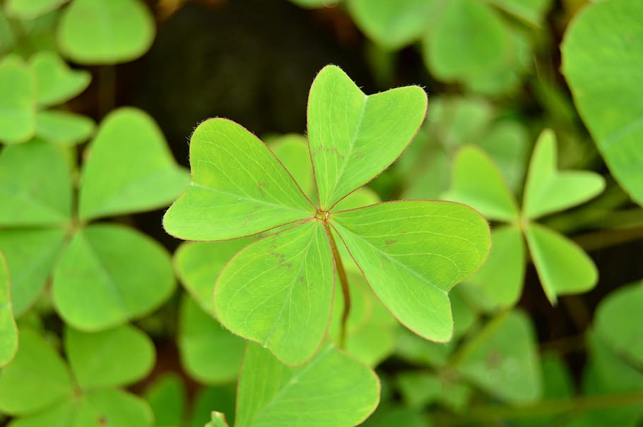 clover plants during daytime, four, leaves, nature, plant part HD wallpaper